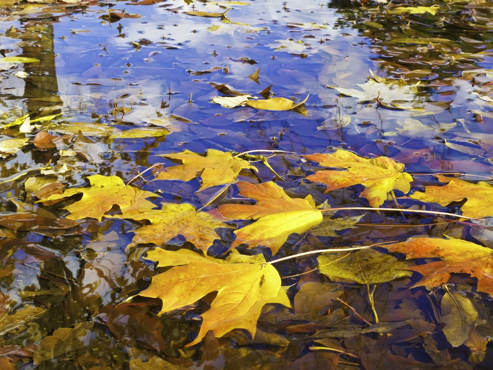 Autumn at a glance Brilliantly colored maple leaves in puddle