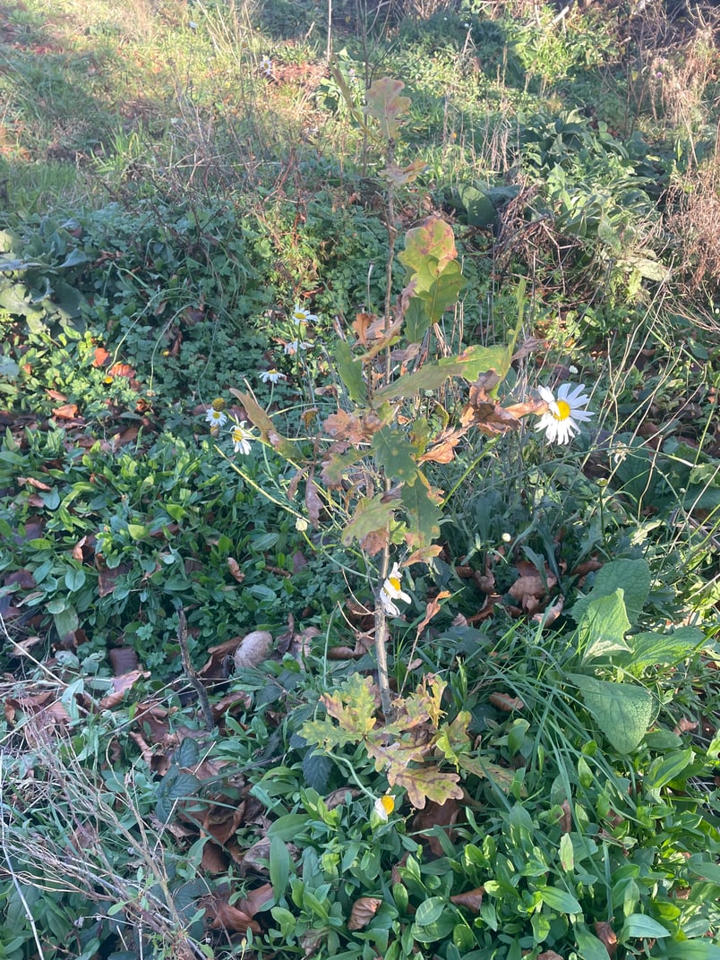 GI Forest - Nov 25 (6)