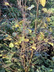 GI Forest - Nov 25 (9)