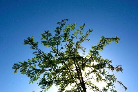 50f0aebe-dd0d-4371-8fd9-6dedbd04847c_tree_476x308-1