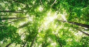 Forest - Clean air