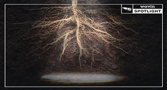 Spotlight-koreny_570x308
