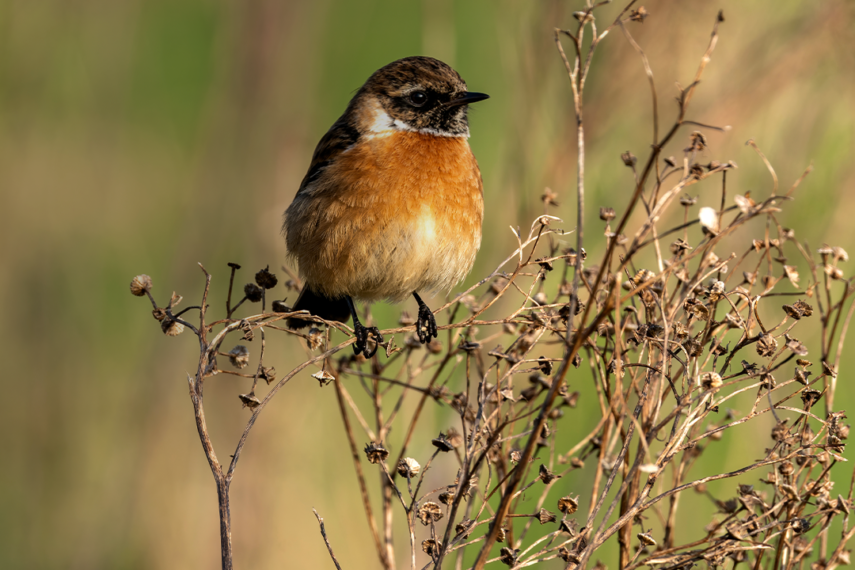 Biodiversity Net Gain: The Construction Industry’s Environmental Promise featured image