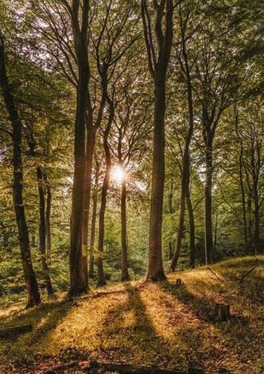 Woodland- BNG