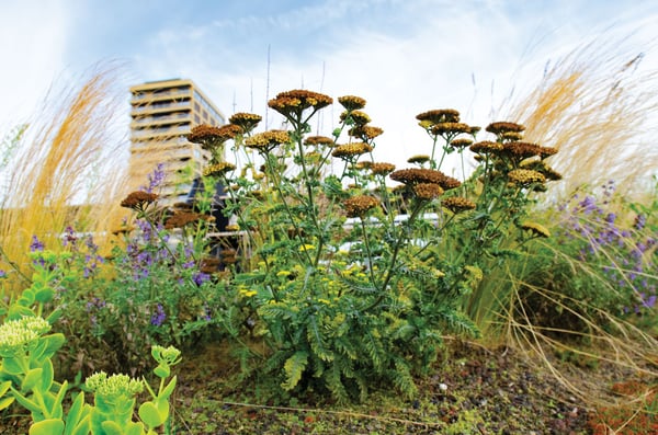 biodiversity_001-1
