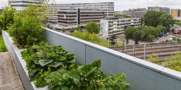 greenroof