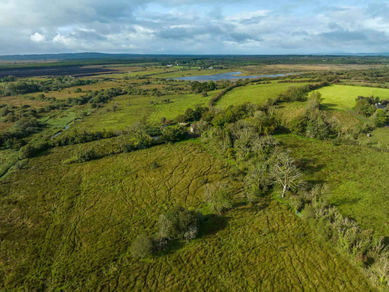 Guaranteed Irish Forest Site 2