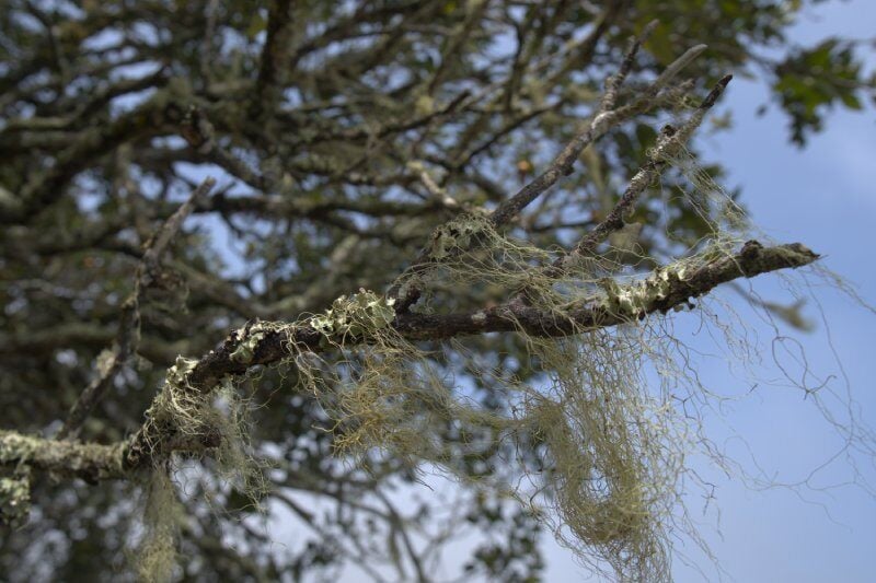 Sostenibilidad y protección de la Scalesia en las Islas Galápagos