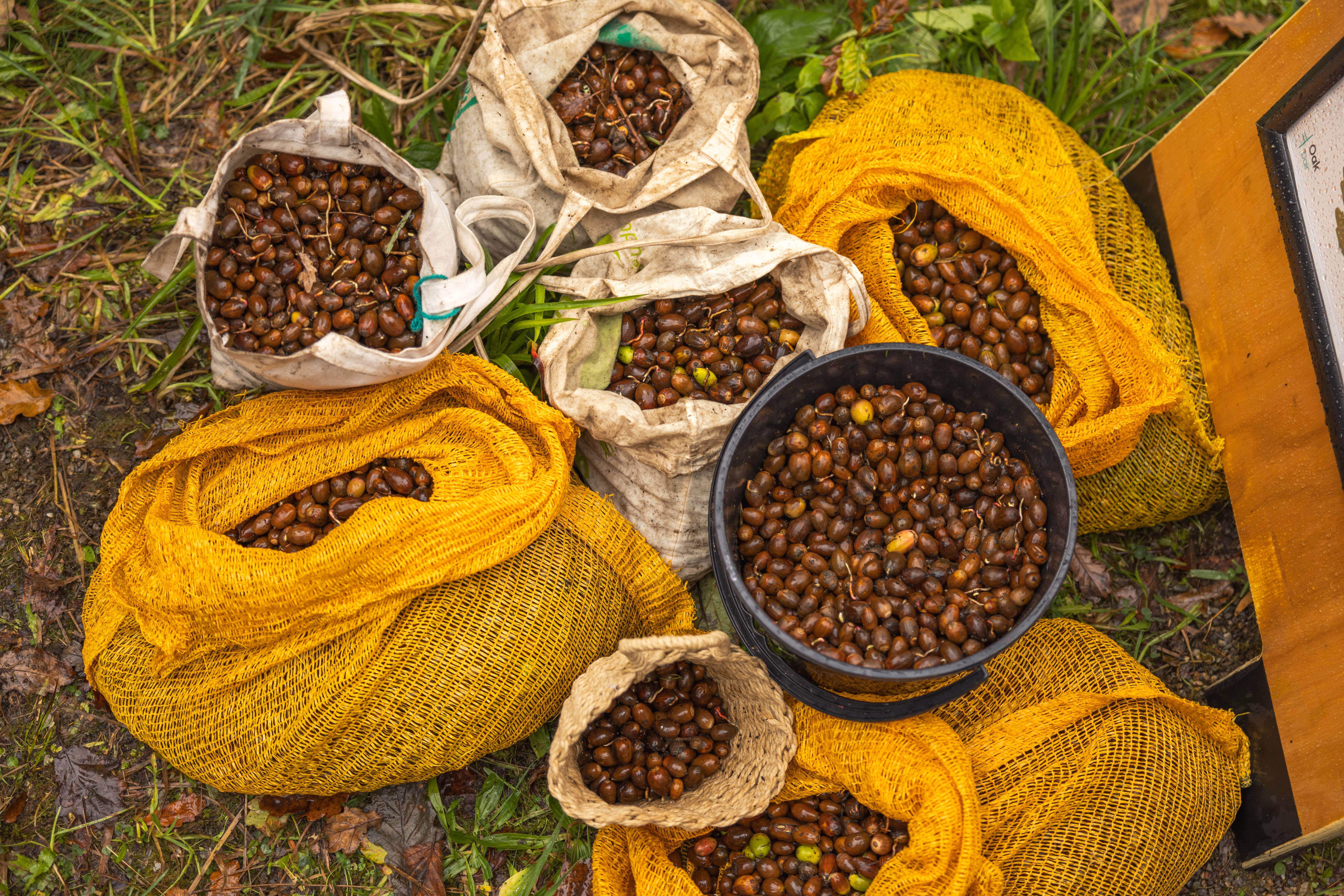 Planting the first Guaranteed Irish Forest - Picking Acorns for a Greener Future.