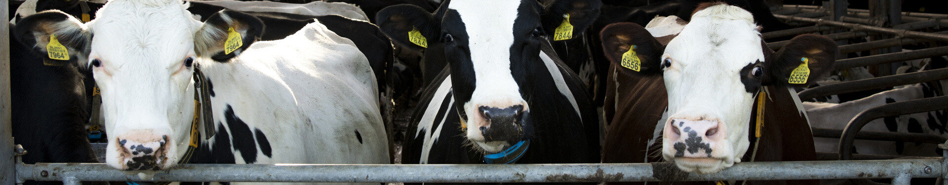 Uniek biogasnetwerk met Wavin PE100