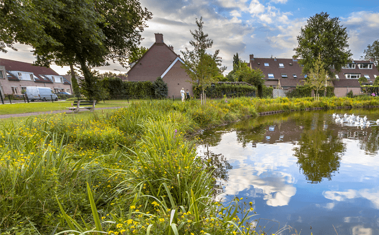 Sustainable drainage (SuDS) and biodiversity net gain