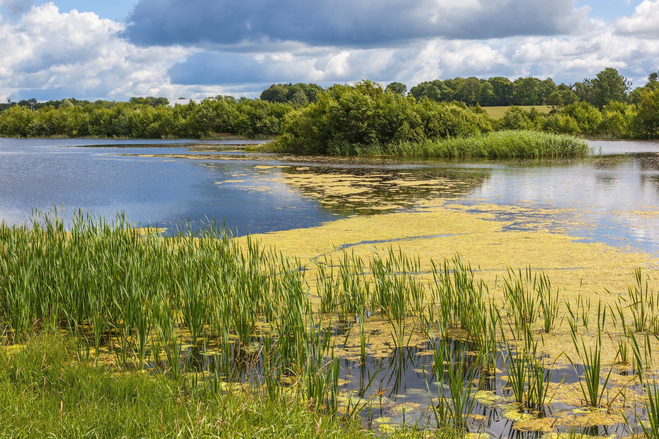 Nitrate Pollution: Is enough being done to save Ireland’s water?