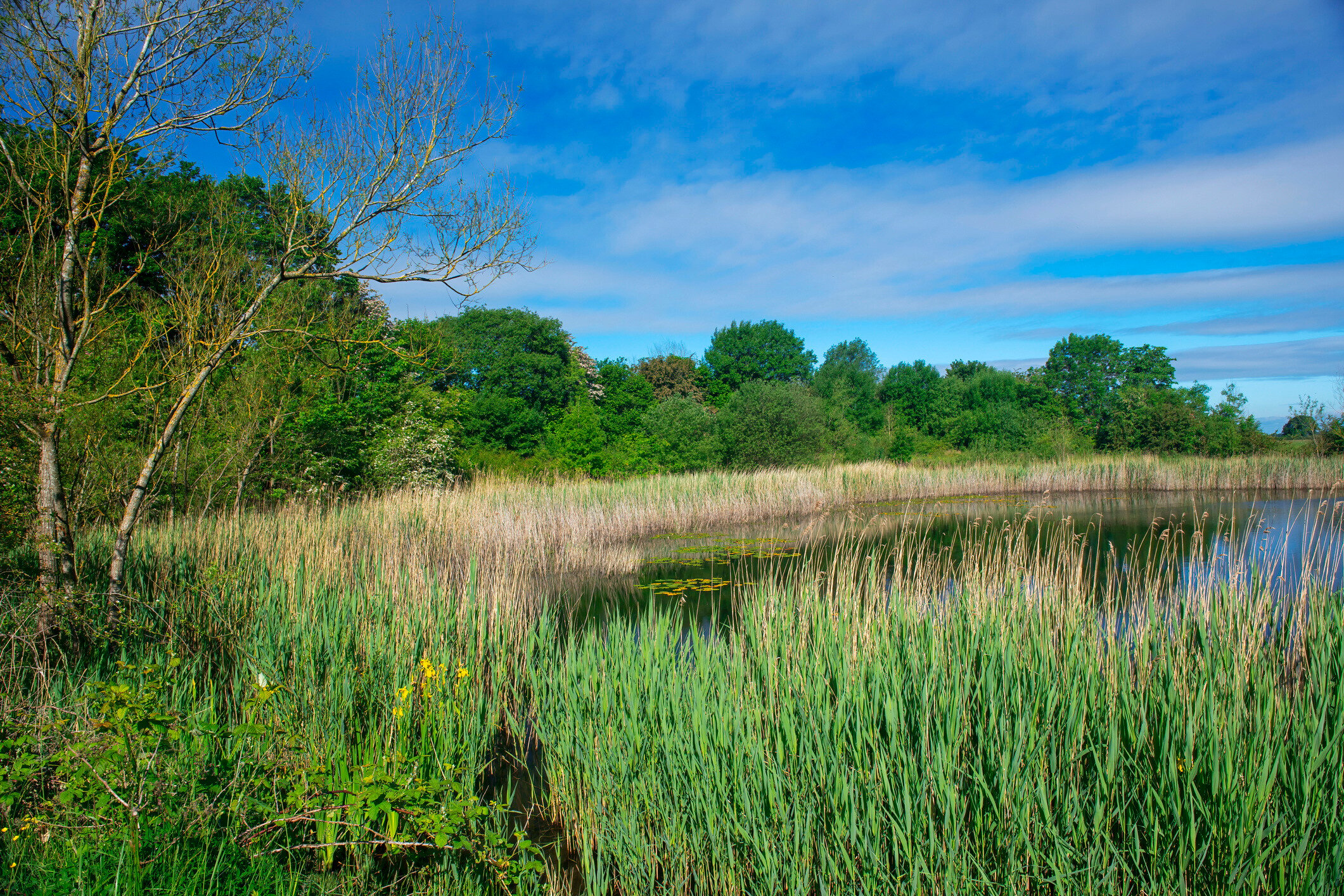 Why blue-green infrastructure is vital for urban climate resilience