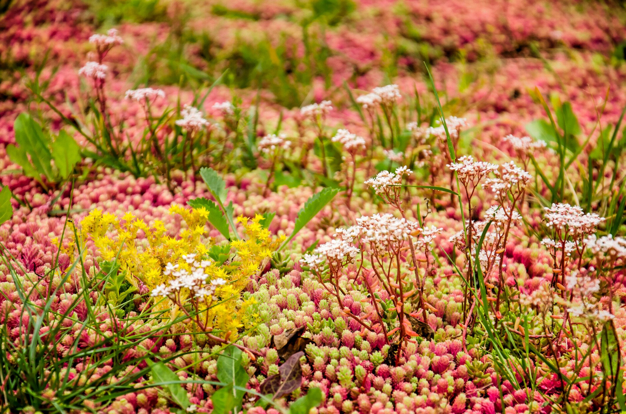 How blue green roofs can help developers to achieve biodiversity net gain