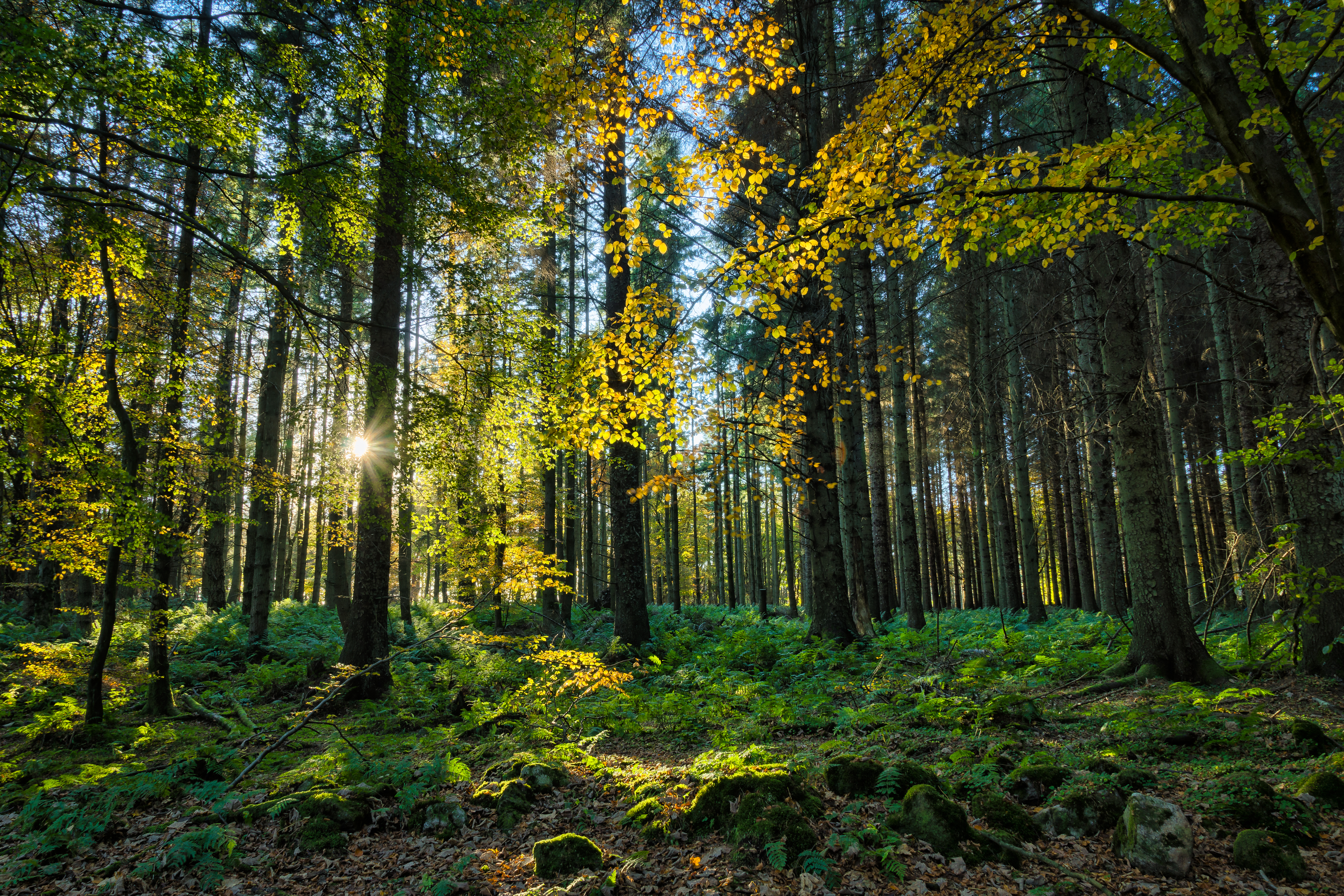 Wavin Ireland roots itself in a more sustainable Ireland with a commitment to co-funding the Guaranteed Irish Forest