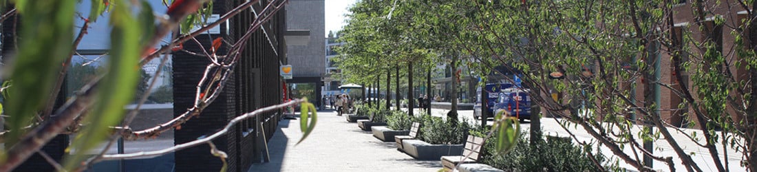 Het belang van stedelijk groen – geef bomen de ruimte