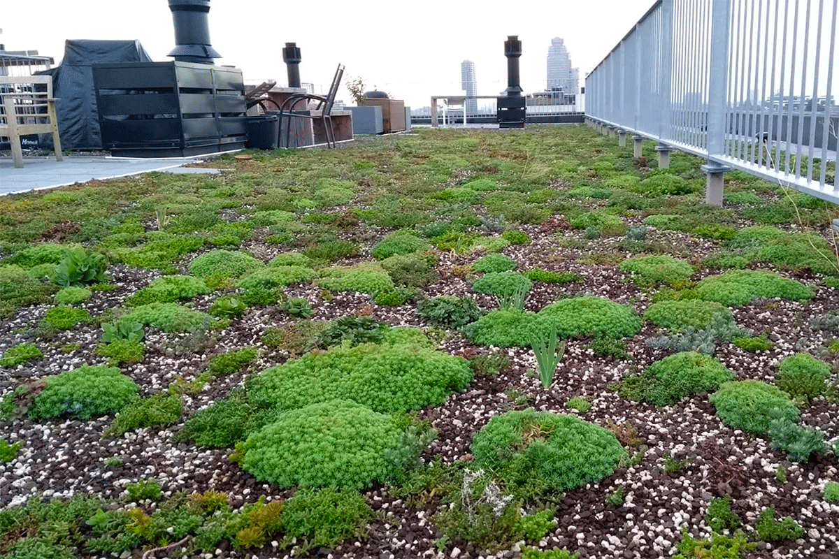 Green roof Jan Bommerhuis